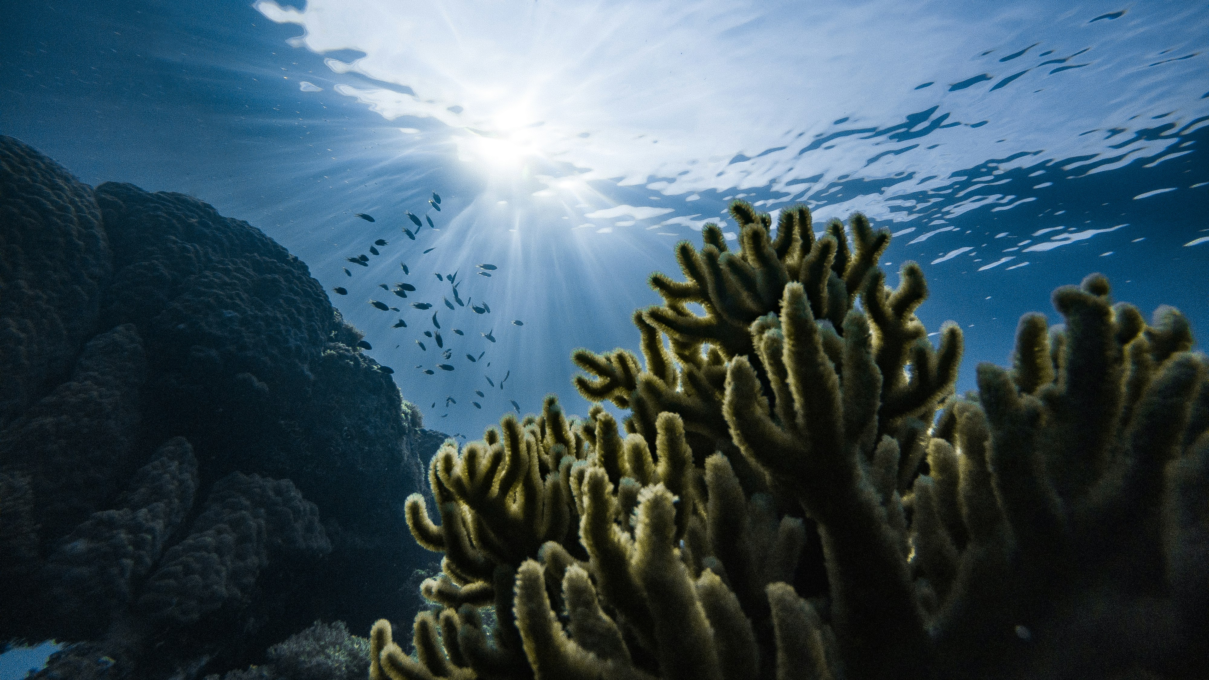 Aquarium guide